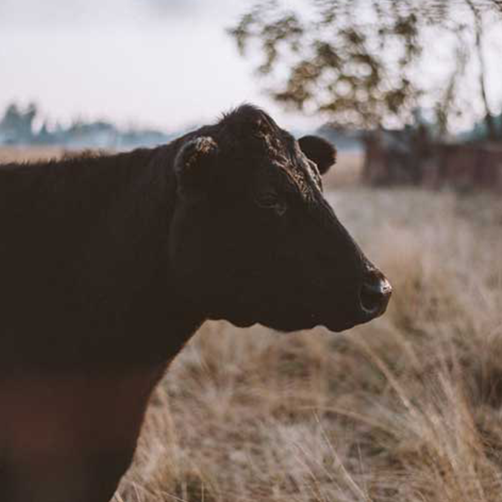 Pre-order GRAIN FINISHED Beef