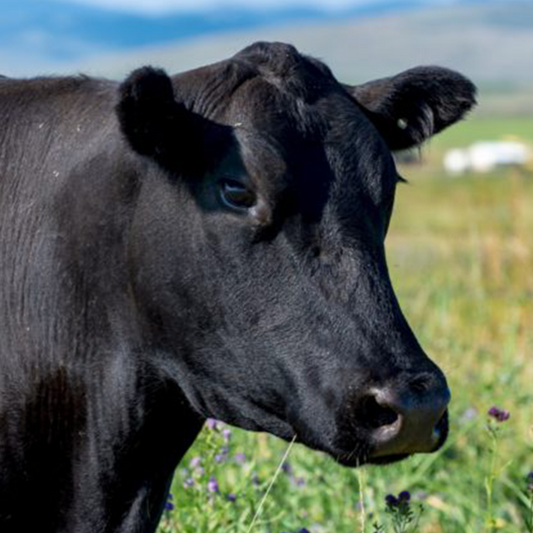 Catalog Blueprint Meats